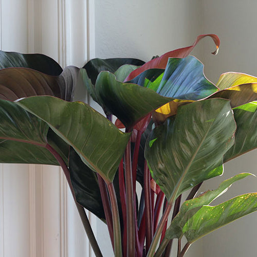 Popular Philodendron Types
