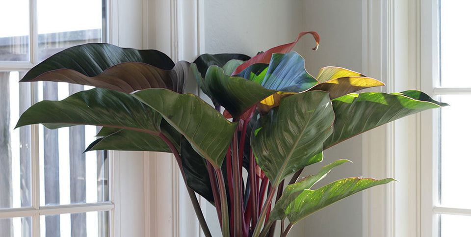 Popular Philodendron Types