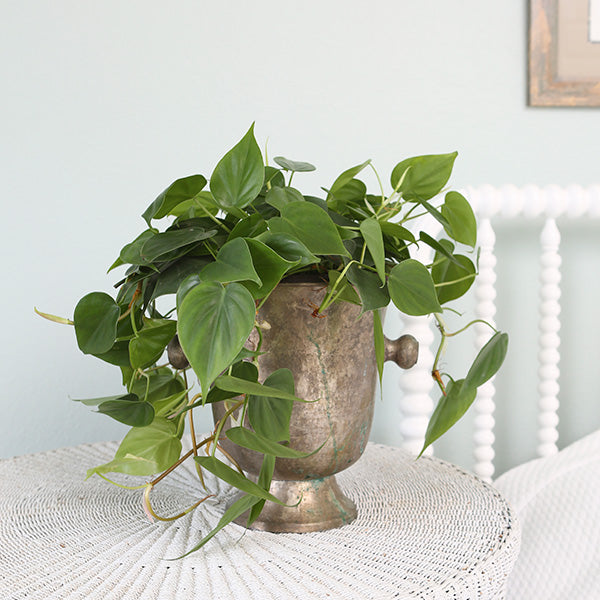 Green Heartleaf Philodendron