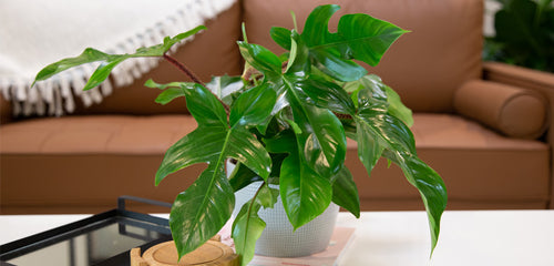 A lush Philodendron Squamiferum plant with shiny green leaves and distinctive fuzzy petioles, displayed in a white textured pot on a table in a cozy living room setting.