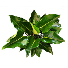 Green Congo Philodendron
