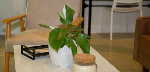A healthy Philodendron White Knight with variegated green and white leaves sits in a textured white planter on a coffee table