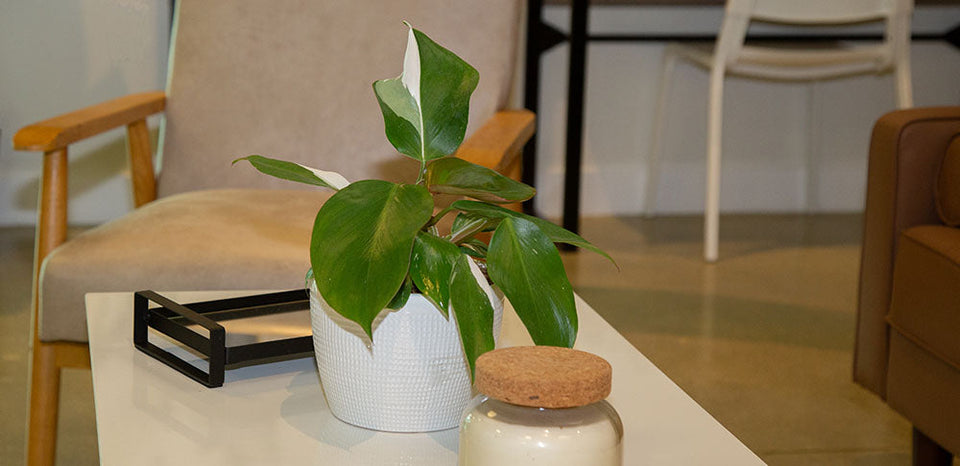 A healthy Philodendron White Knight with variegated green and white leaves sits in a textured white planter on a coffee table
