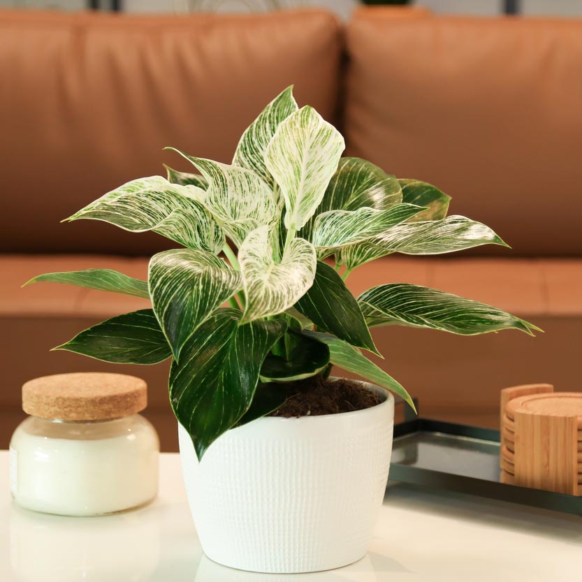 Variegated Philodendron Birkin on a white coffee table with a candle in a living room with a brown leather sofa