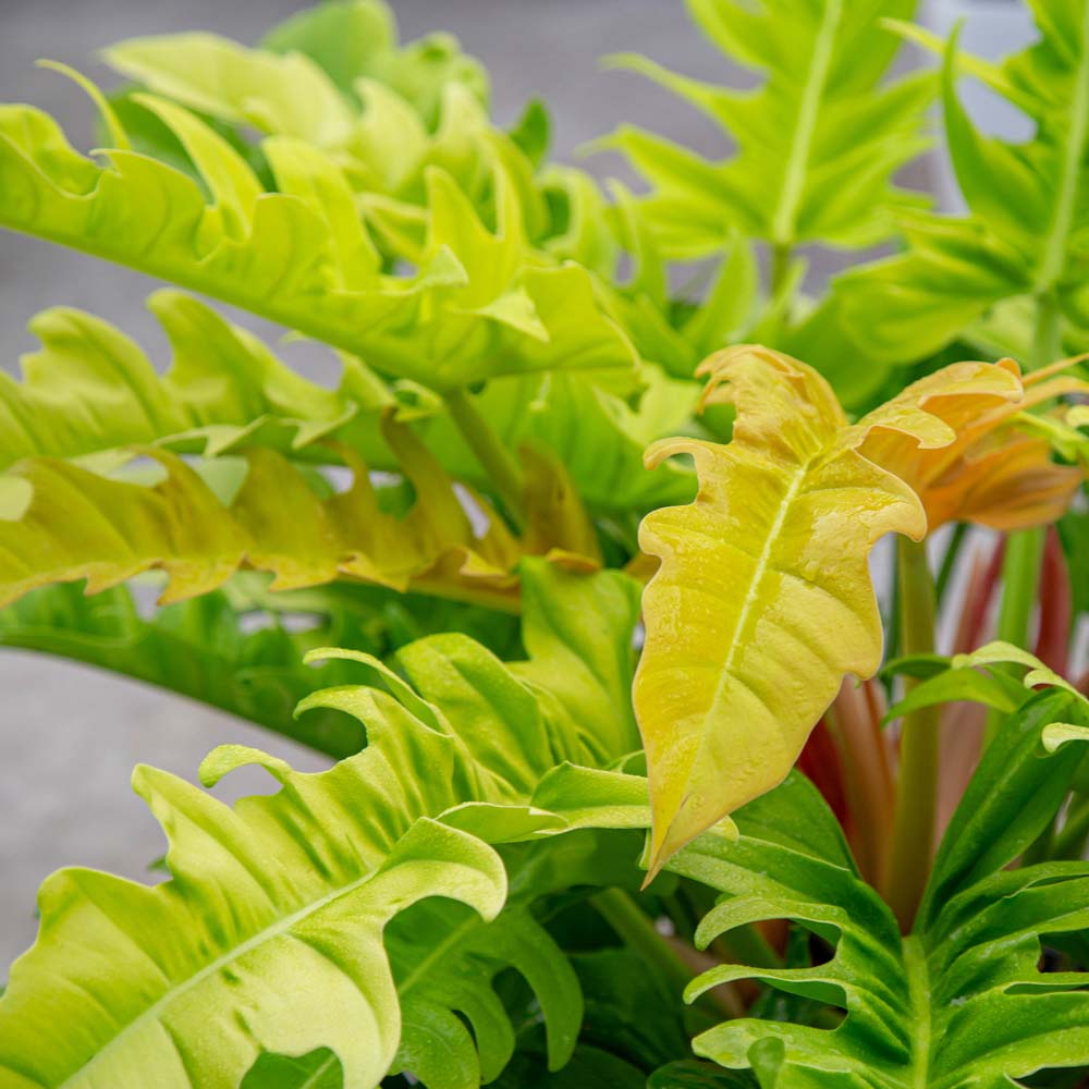 Closeup of Golden Crocodile Philodendron, a houseplant with gold and lime-green leaves