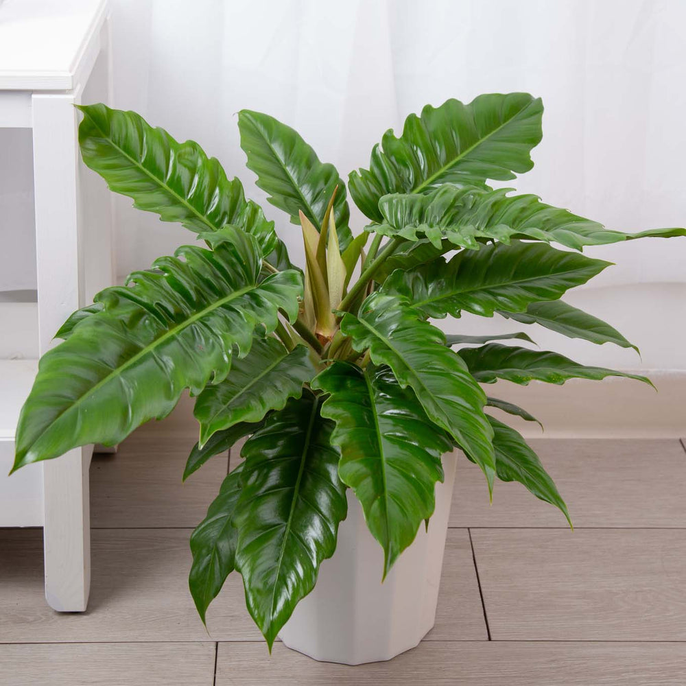 Green Jungle Boogie Philodendron in a white pot next to a white coffee table in a living room with white curtains