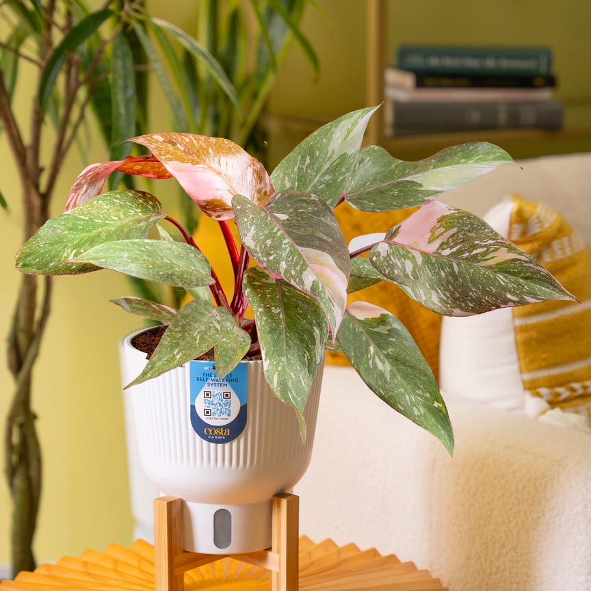 Pink Princess Philodendron in a white self-watering container and wood stand on an orange table in a living room next to a white sofa