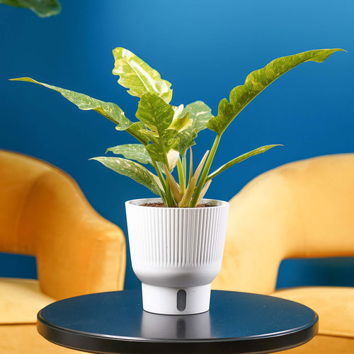 Philodendron Ring of Fire in a white self-watering container system on a black table in front of yellow chairs