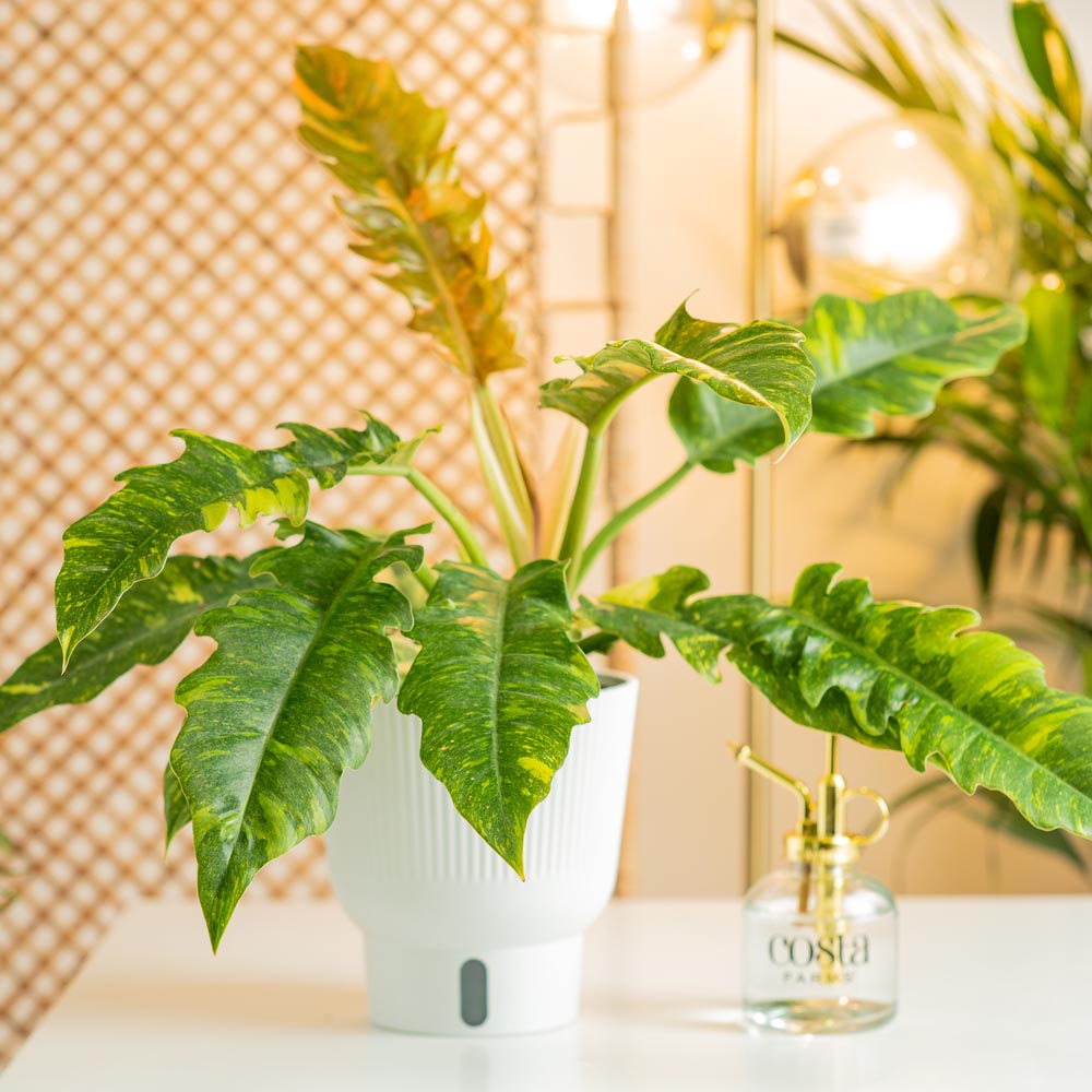 Variegated Ring of Fire Philodendron houseplant in a white self-watering pot on a white coffee table with a glass misting bottle