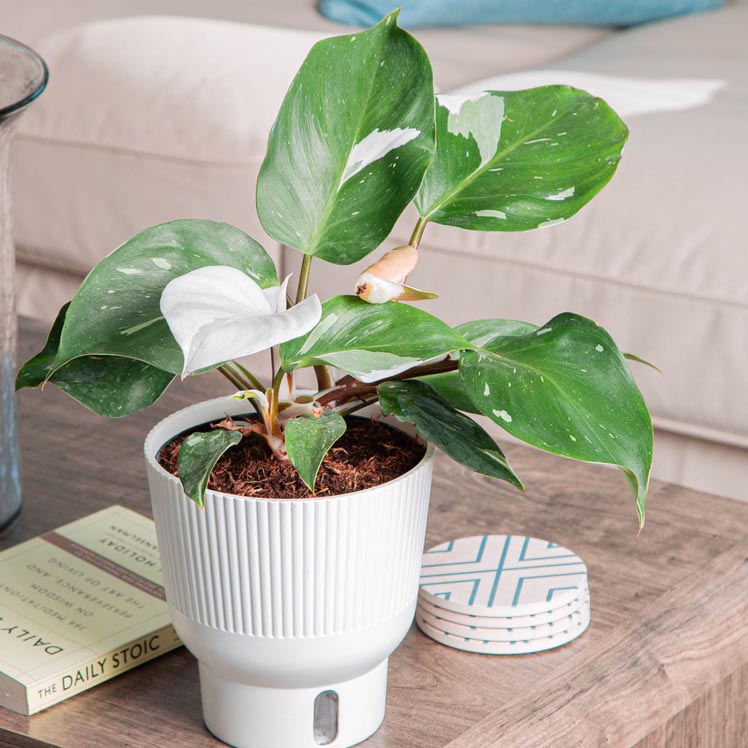 White Knight Philodendron in a white self-watering pot on a wood coffee table in a living room with a tan sofa