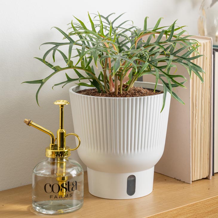 Philodendron tortum houseplant in a white self-watering container on a plant shelf with books and a glass spray bottle