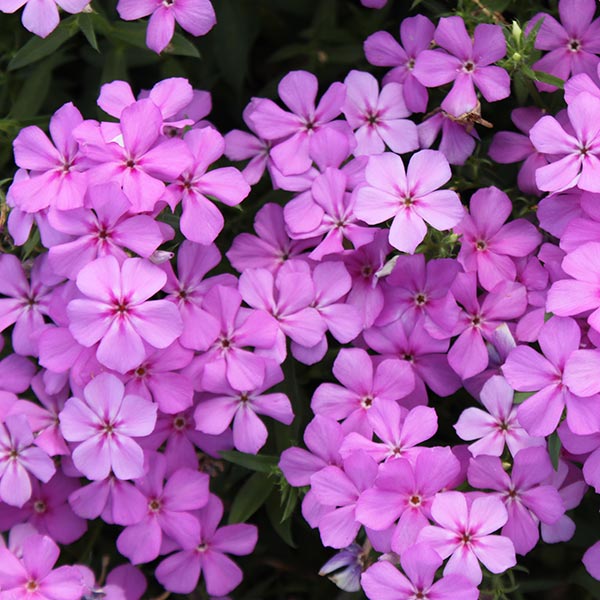Gisele Light Violet Annual Phlox
