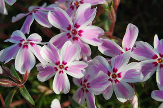 Phlox, Creeping
