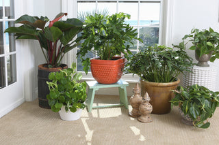 Pick the Best Philodendron Variety for Your Home