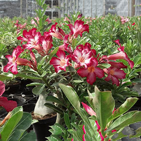 Picotee Desert Rose