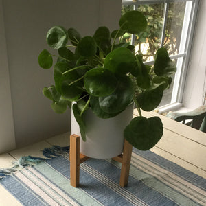 Houseplant Design Tips for Every Room