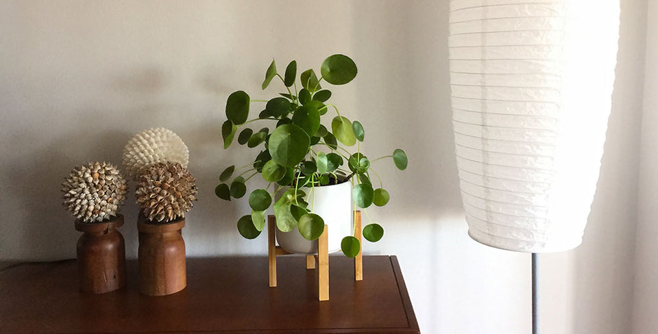 Pilea Sharing Plant™