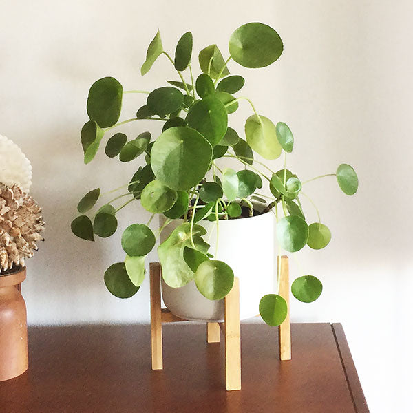 Pilea Sharing Plant™