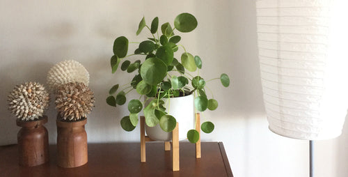 The New It Plant: Pilea Sharing Plant™