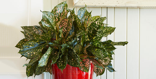 Best New Plant!