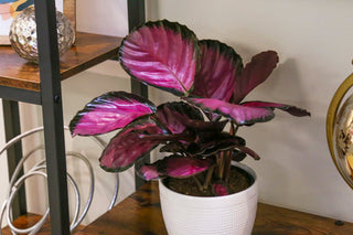 Pink Star Calathea