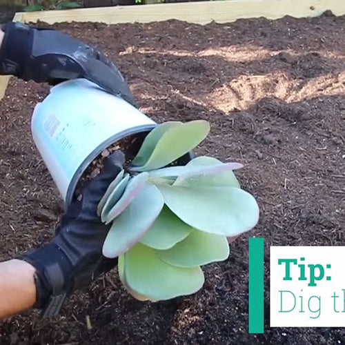 Tips for Planting Cacti and Succulent Plants