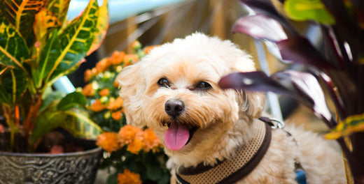 Pets and Plants