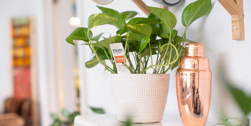 Introducing Plants with Benefits™