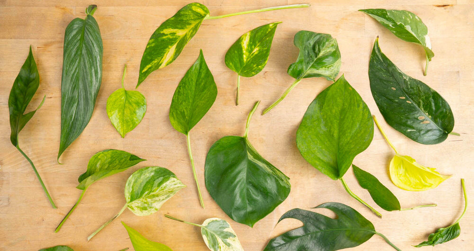 Collage of various leaves of Pothos varieties on a wood tabletop