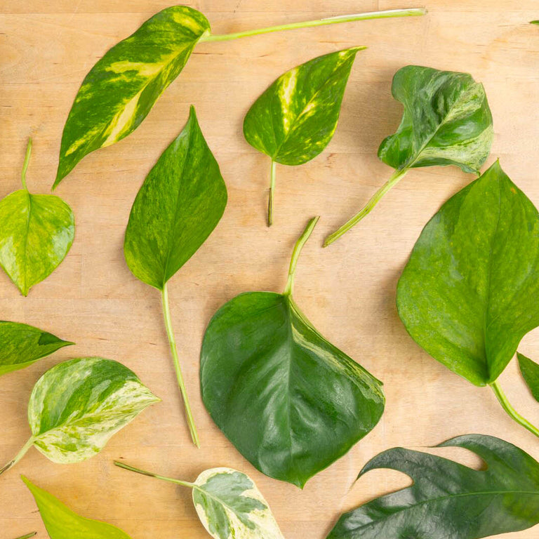 A Plethora of Pothos Varieties