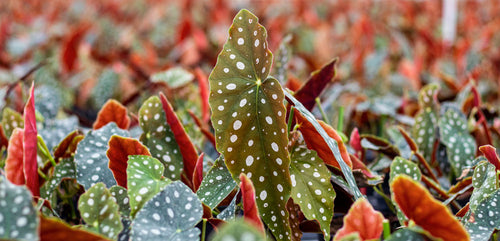 Close-up of vibrant Polka Dot Begonia leaves, characterized by their distinctive polka dots and red undersides, amidst a cluster of plants.