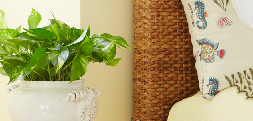 Breathe Easier with Indoor Plants
