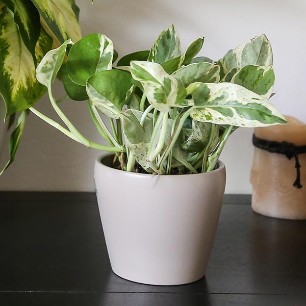 Pearls and Jade® Pothos