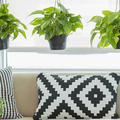The Best Pothos Variety for Your Personality