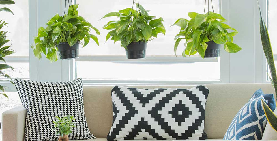The Best Pothos Variety for Your Personality