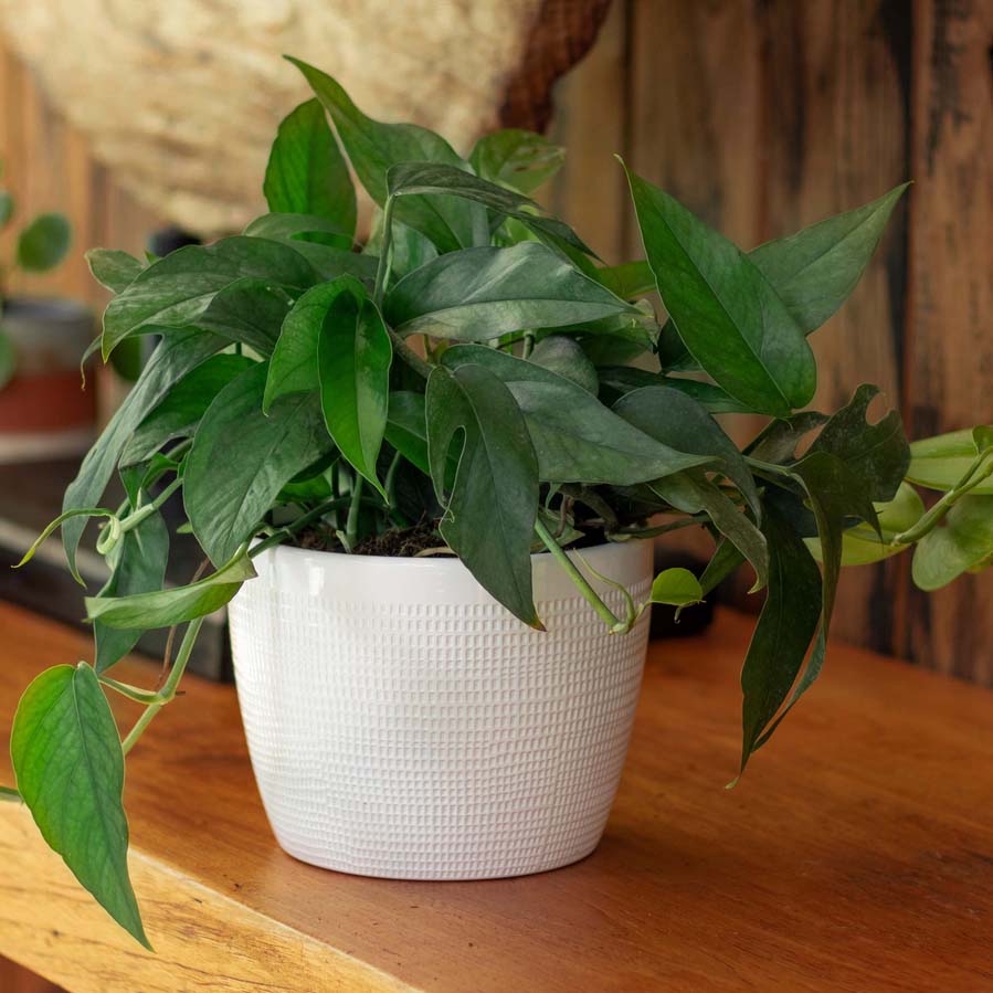 Baltic Blue Pothos houseplant in a white ceramic pot on a wood mantle