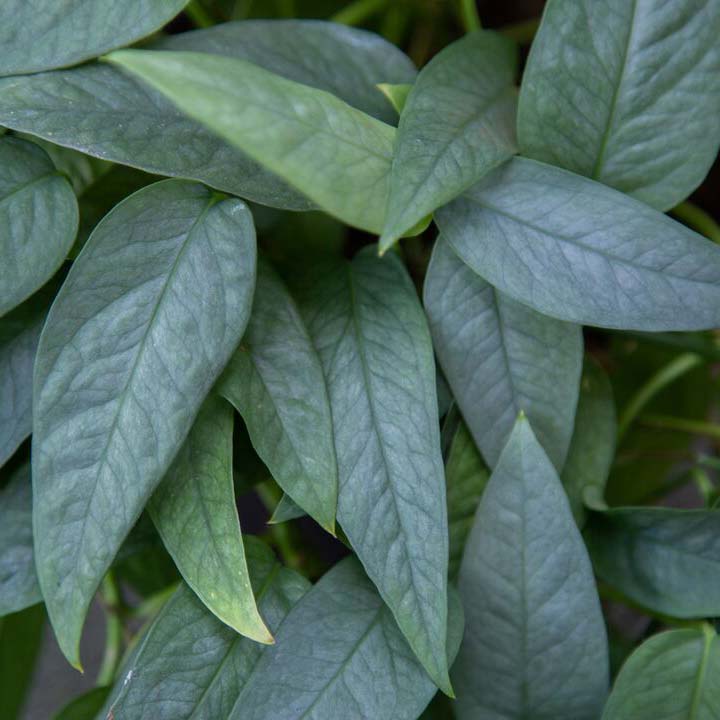 Closeup of Cebu Blue Pothos (Epipremnum pinnatum Cebu Blue) leaves