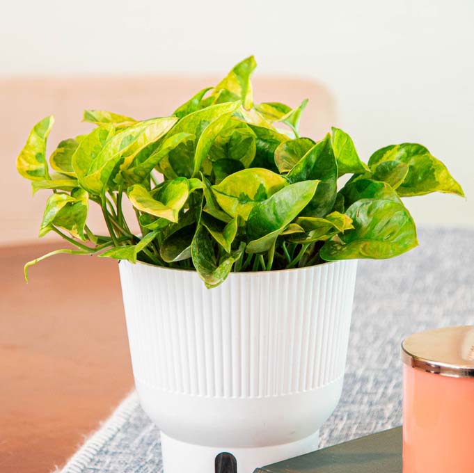 Closeup of Lemon Meringue Pothos houseplant in a white self-watering pot on a wood table with a candle