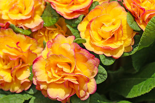 Primrose