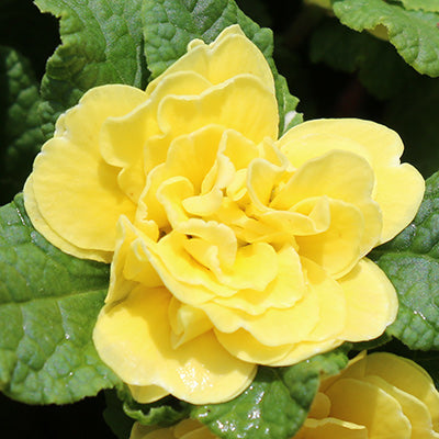 Crescendo Yellow Primrose