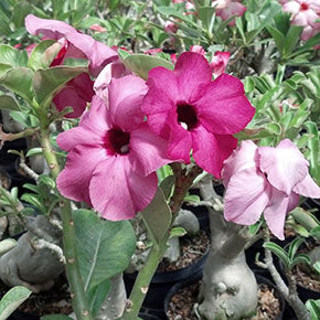 Purple Desert Rose