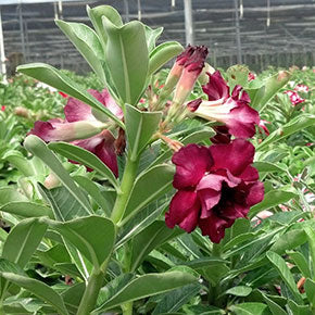 Double Desert rose