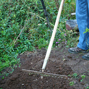 Qué Hacer en Tu Jardín en Noviembre