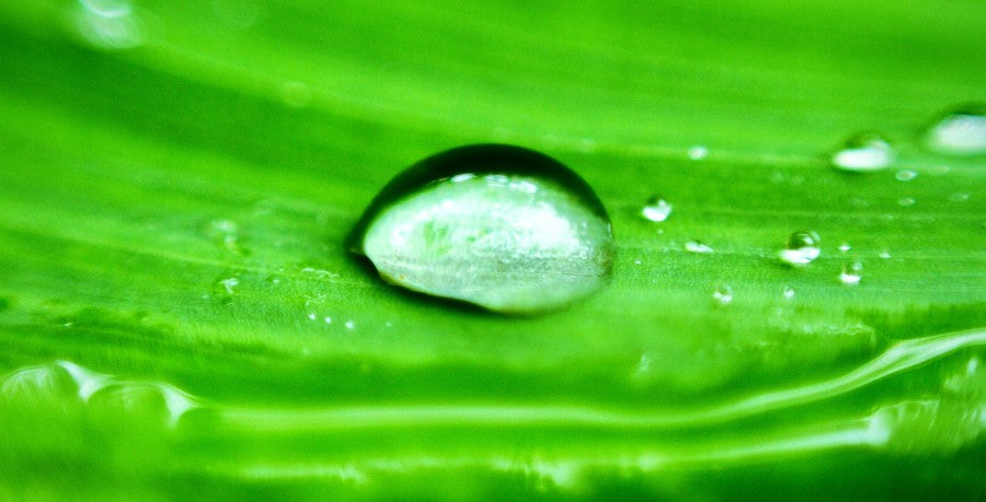 Closeup of water droplet on green plant leaf 