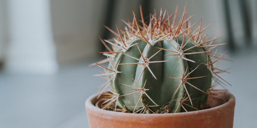 How to Repot a Cactus