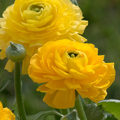 Magic Yellow Ranunculus