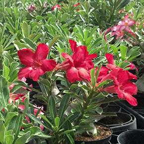Red Desert Rose