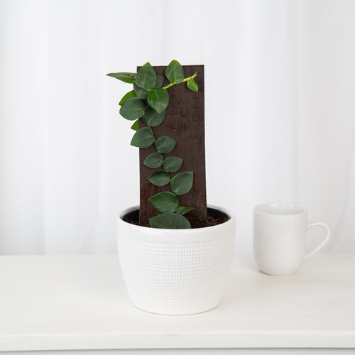 A Shingle Plant with heart-shaped leaves growing vertically up a brown support stick, placed in a white textured pot on a white table next to a simple white mug