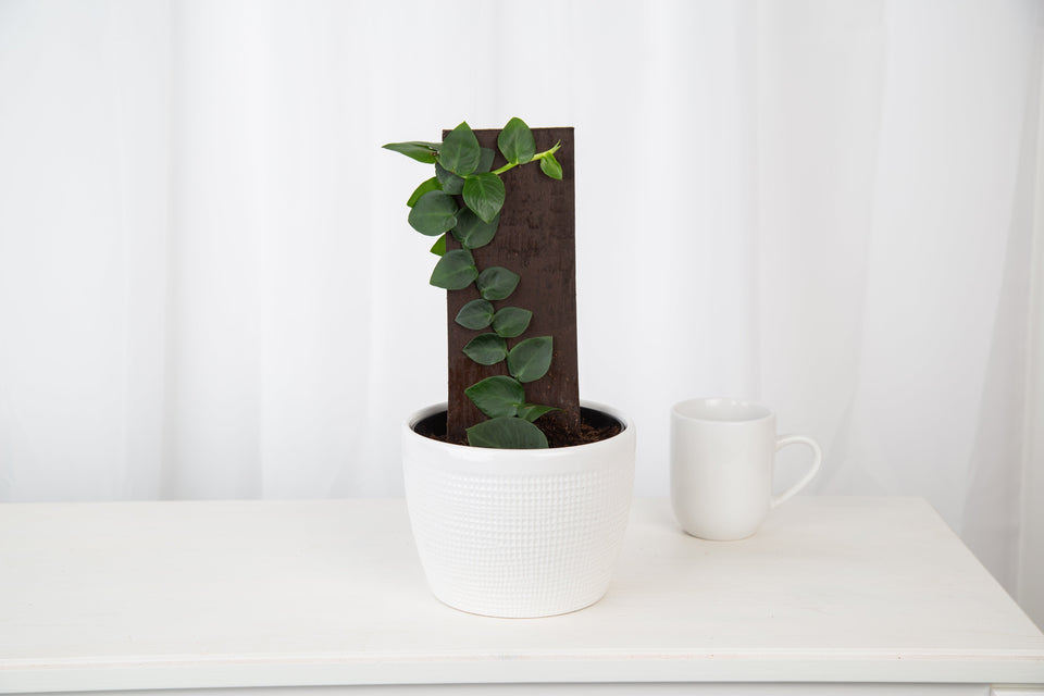 A Shingle Plant with heart-shaped leaves growing vertically up a brown support stick, placed in a white textured pot on a white table next to a simple white mug