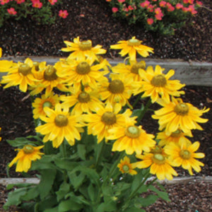 10 Easy-Care Perennials Every Garden Should Have